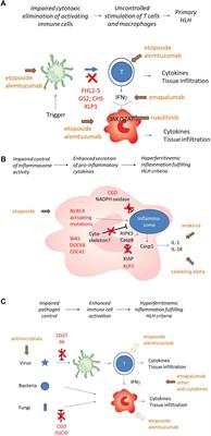 Cell Versus Cytokine – Directed Therapies for Hemophagocytic Lymphohistiocytosis (HLH) in Inborn Errors of Immunity